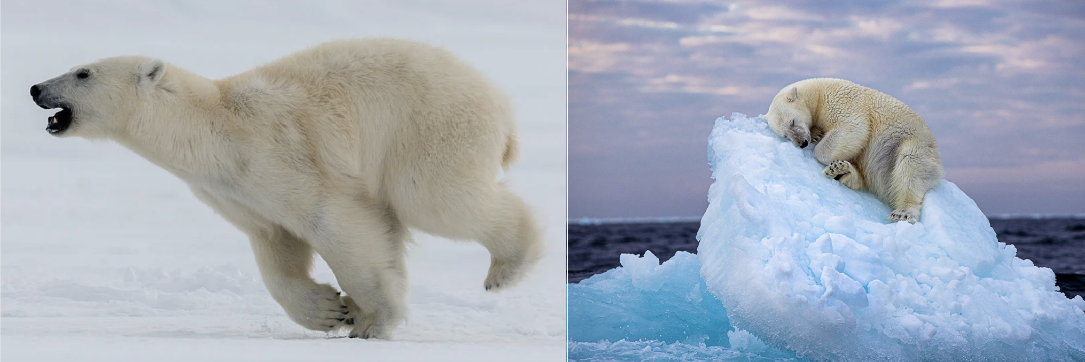 A running Polar Bear and a sleeping Polars Bear