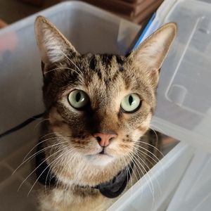 Suren Rathnayake avatar