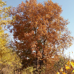 Seifolah Ghaderi avatar