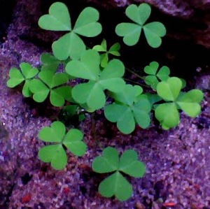 Anh Nguyen Bui Thien avatar