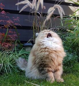 Richard Chaparro avatar