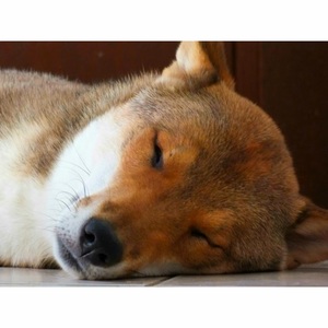 Veronika Koevoets avatar