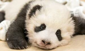 Bridget Huang avatar