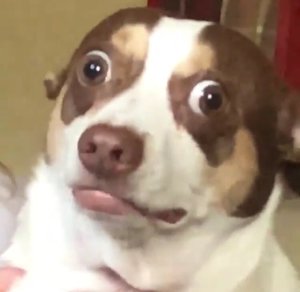 Tyler Vitiello avatar