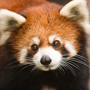 Suphawit Yhusumrarn avatar