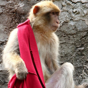 Simone Crenna avatar