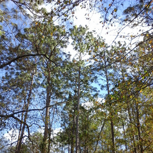 Fousseynou Bah avatar