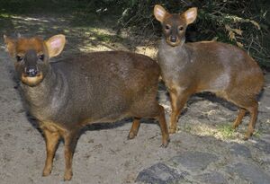 Camila Riquelme avatar