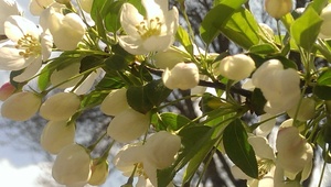 Carolina Cordova avatar