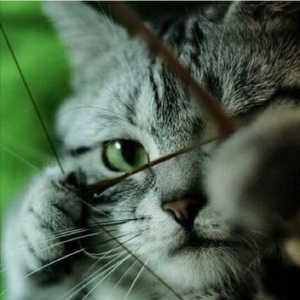 Dian Agastia Priyambudi avatar