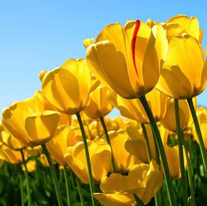 Anilkumar Vemareddy avatar