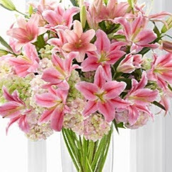 shabnam Nozari avatar