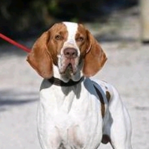 Jacopo Zaccariotto avatar