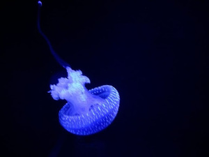 Alexander Nash avatar