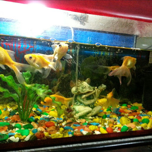 HARSH VARDHAN avatar