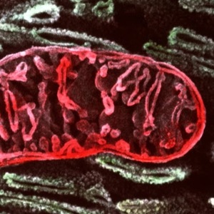 Ramiro Vicente avatar