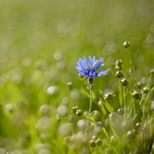 Odaliz Rosario Balcázar Menacho avatar