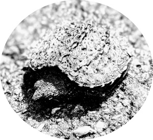 Roshvan Chalkey avatar