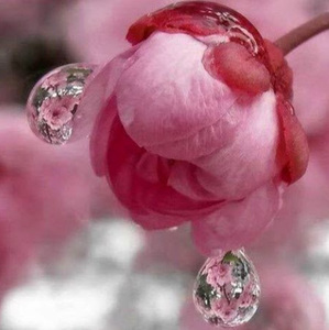 Sri lakshmi apoorva Namala avatar