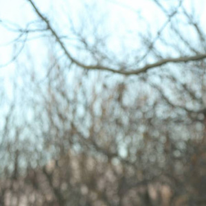 Neda Khoshnevisan avatar