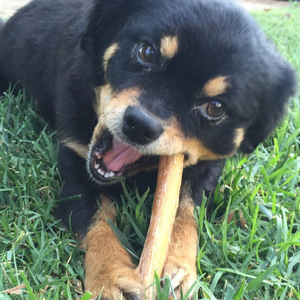 Hikaru Nakamura avatar