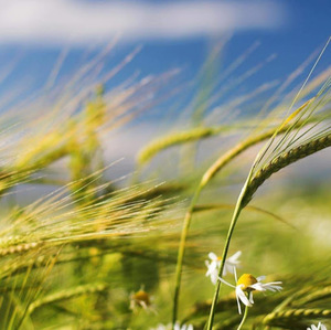 vikas donthula avatar