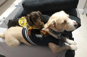 Wellington Samartini Braga avatar