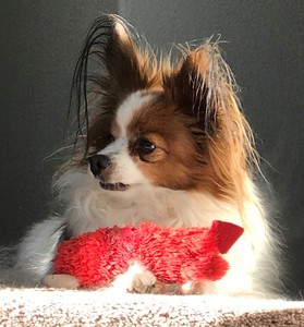 Christie Herman avatar