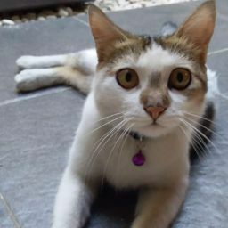 Budi Utami Hanjani Putri avatar