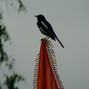 Shreyas Mudaliar avatar