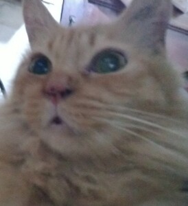 Shanen Audrey Perez avatar