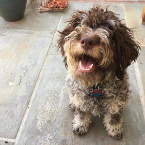 Ryan Linthicum avatar