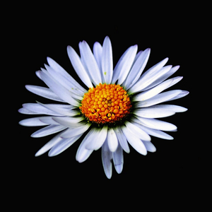 Ashutosh Rout avatar