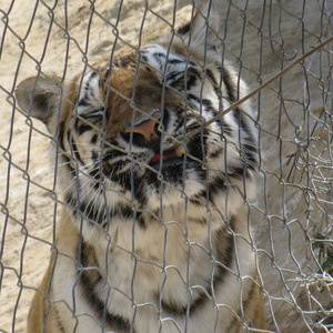 aaditya parthasarathy avatar