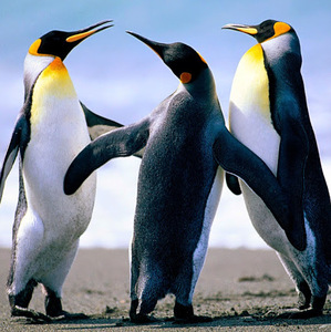 SANJU TIMILSINA avatar