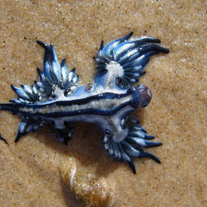 Rafi Amjadrasyid avatar