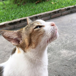 Praewpiraya Wiwatphonthana avatar