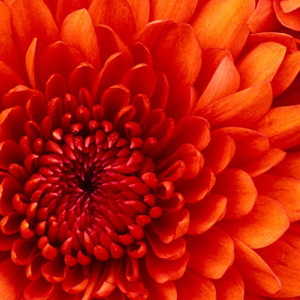 Ohida Sefiyat avatar