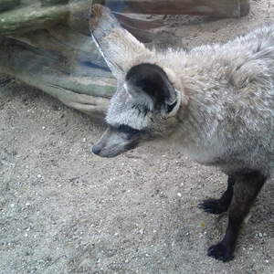 Pierre André Billat avatar