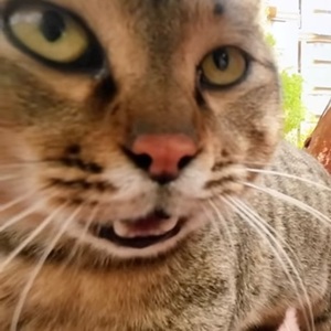 User portfolio avatar