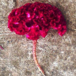 Maria Fernanda Ramirez avatar