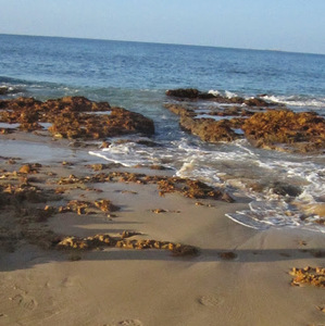 Maromo Maredi avatar