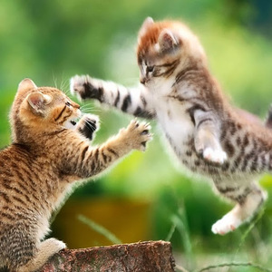 Thanapol Doungsaeng avatar