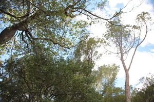 Rémi Montagu avatar