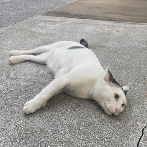 Nattapol Patarapureeruk avatar