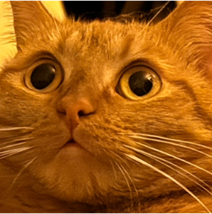 User portfolio avatar