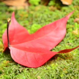 Chatanun Leelanuwong avatar