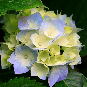 abbas chaudhry avatar