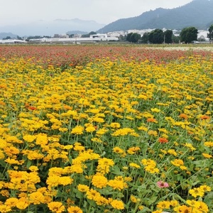 Jia Lian Thing  ( 鄧嘉蓮 ) avatar