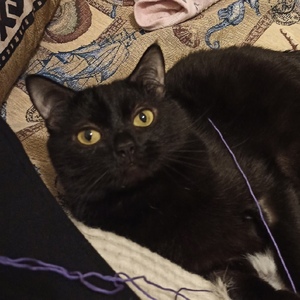 Alena Pateeva avatar